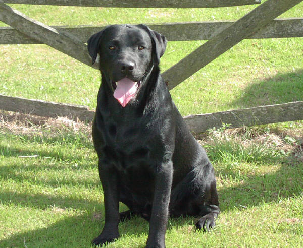 black labradors for sale